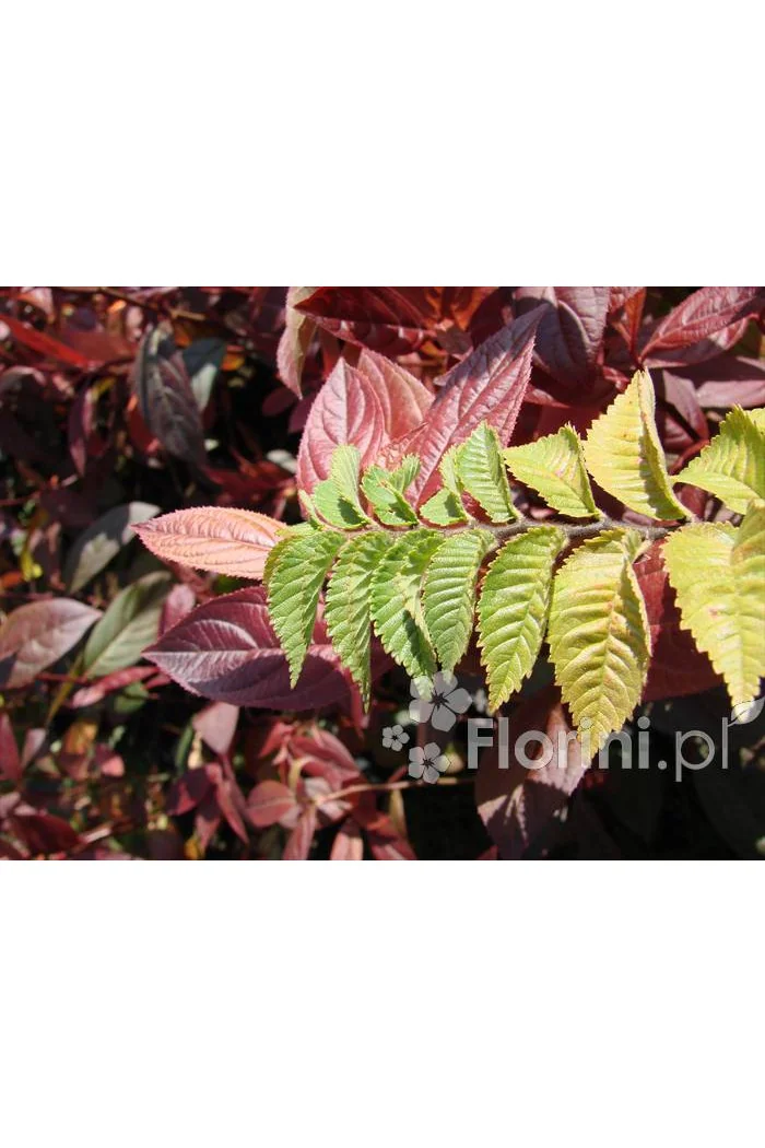 wiąz, wiąz holenderski,ulmus, ulmus hollandica