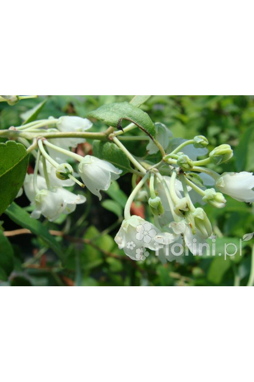 Zenobia | Zenobia pulverulenta