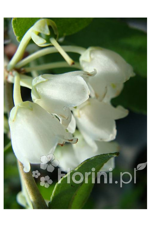 Zenobia | Zenobia pulverulenta