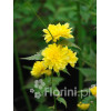 Złotlin japoński 'Pleniflora' Kerria japonica
