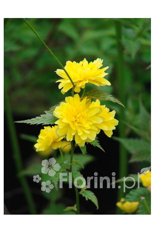 Złotlin japoński 'Pleniflora' Kerria japonica