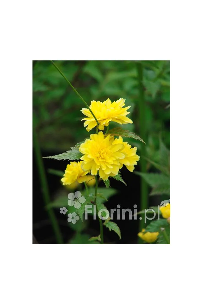 Złotlin japoński 'Pleniflora' Kerria japonica