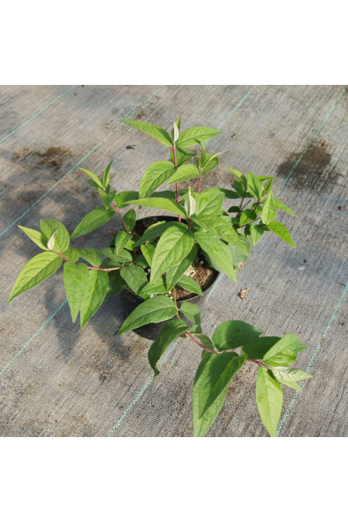 Żylistek mieszańcowy 'Strawberry Fields' | Deutzia hybrida