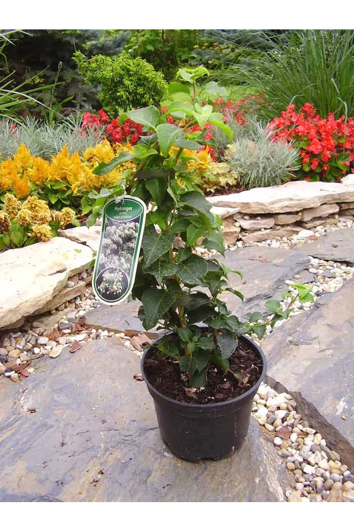 Hortensja pnąca | Hydrangea petiolaris