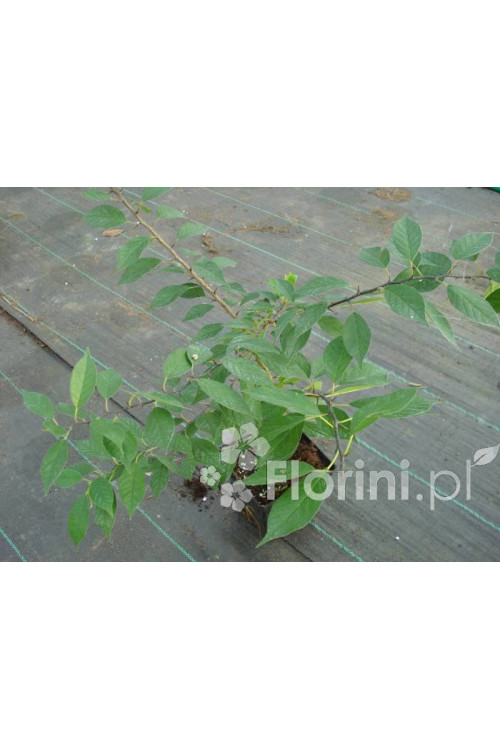 Żółtnica pomarańczowa Maclura pomifera