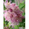 Żylistek mieszańcowy 'Strawberry Fields' | Deutzia hybrida
