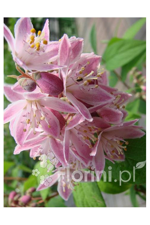 Żylistek mieszańcowy 'Strawberry Fields' | Deutzia hybrida