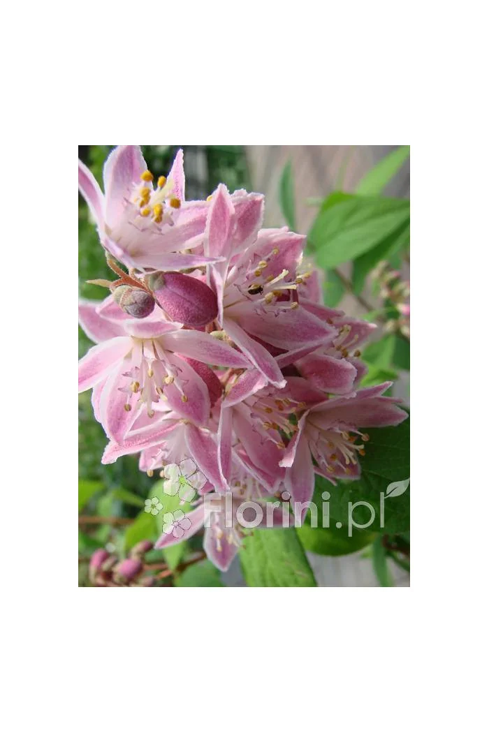 Żylistek mieszańcowy 'Strawberry Fields' | Deutzia hybrida