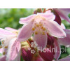 Żylistek mieszańcowy 'Strawberry Fields' | Deutzia hybrida