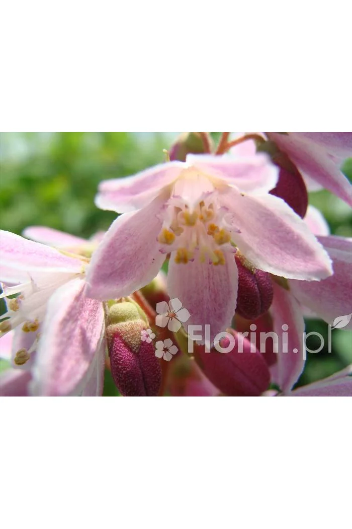 Żylistek mieszańcowy 'Strawberry Fields' | Deutzia hybrida