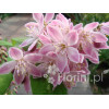 Żylistek mieszańcowy 'Strawberry Fields' | Deutzia hybrida