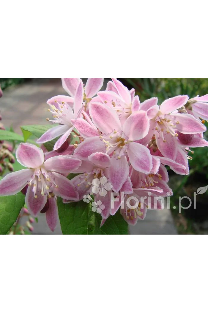 Żylistek mieszańcowy 'Strawberry Fields' | Deutzia hybrida
