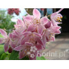 Żylistek mieszańcowy 'Strawberry Fields' | Deutzia hybrida