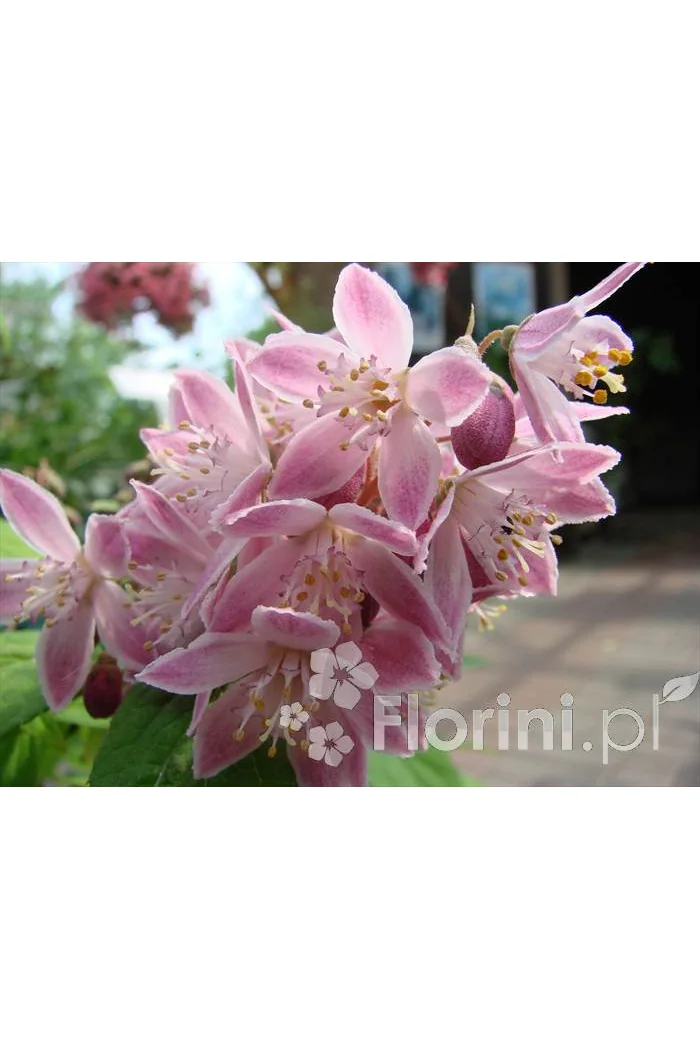 Żylistek mieszańcowy 'Strawberry Fields' | Deutzia hybrida