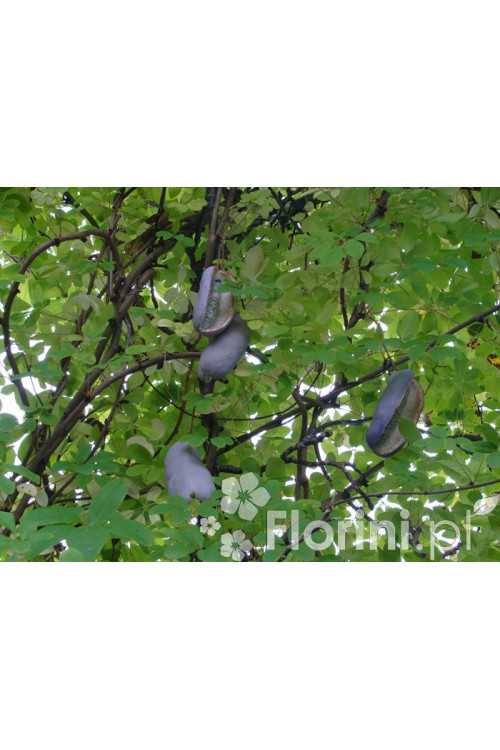 Akebia pięciolistkowa | Akebia quinata