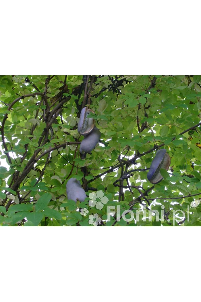 Akebia pięciolistkowa | Akebia quinata