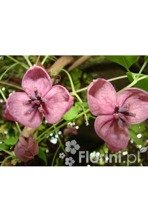 Akebia pięciolistkowa | Akebia quinata