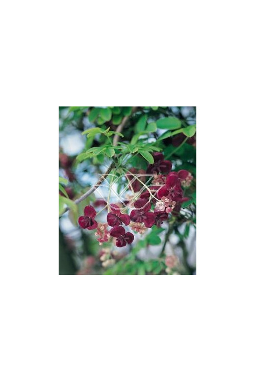 Akebia pięciolistkowa | Akebia quinata