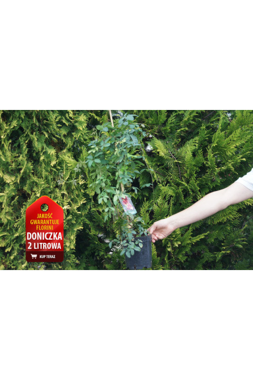 Akebia pięciolistkowa | Akebia quinata