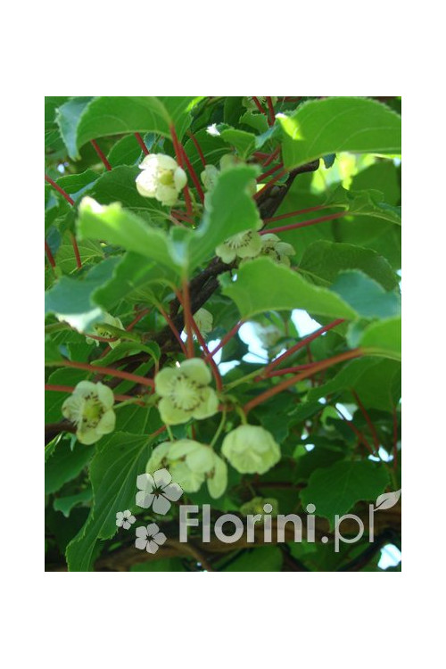 Cytryniec chiński | Schisanda chinensis