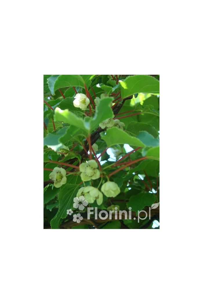 Cytryniec chiński | Schisanda chinensis