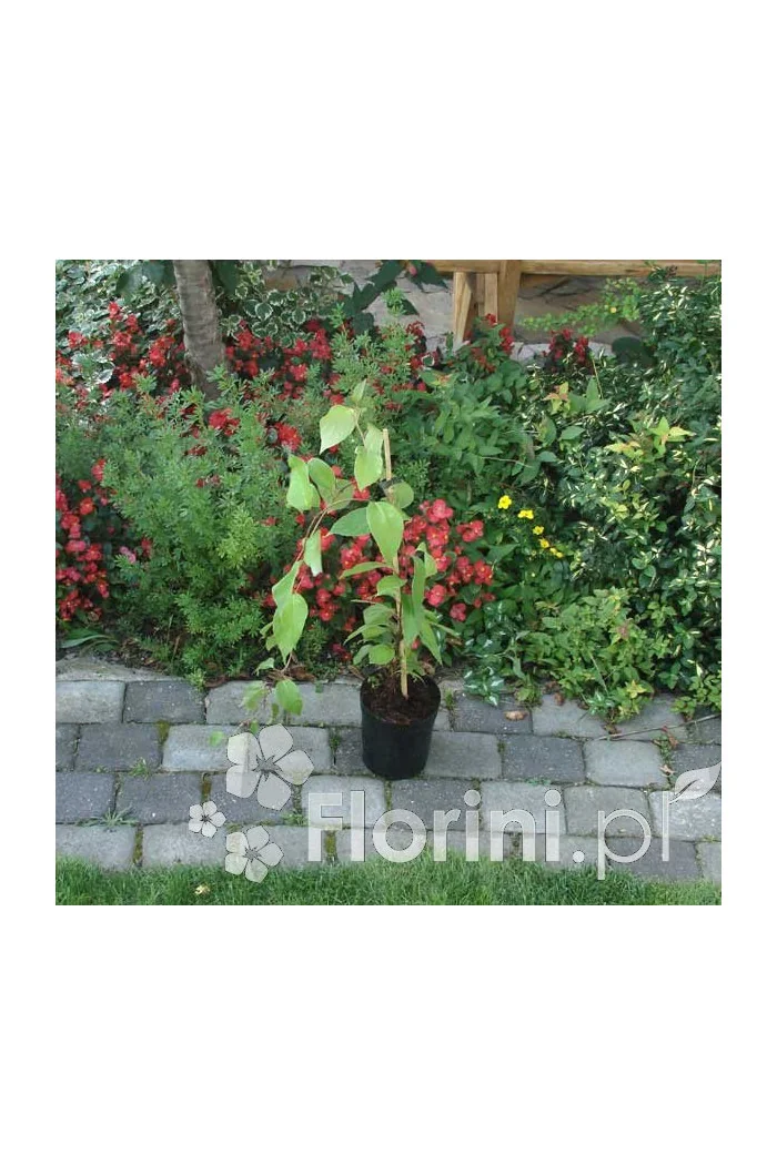 Cytryniec chiński | Schisanda chinensis