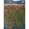 Miskant chiński 'Kleine Fontane' | Miscanthus sinensis
