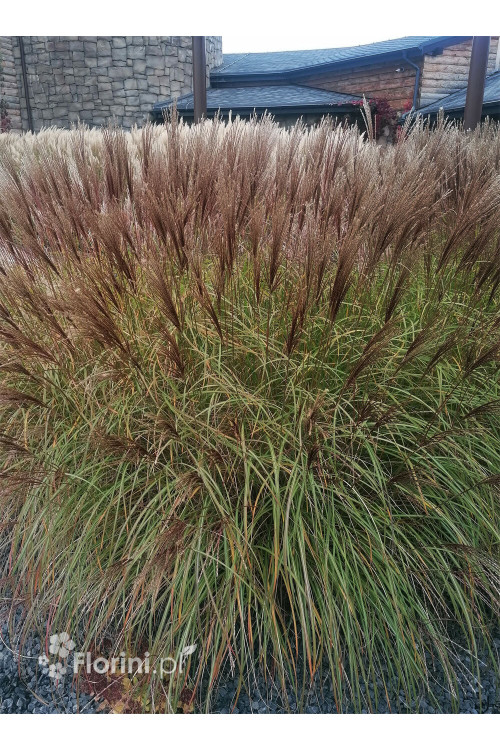 Miskant chiński 'Kleine Fontane' | Miscanthus sinensis