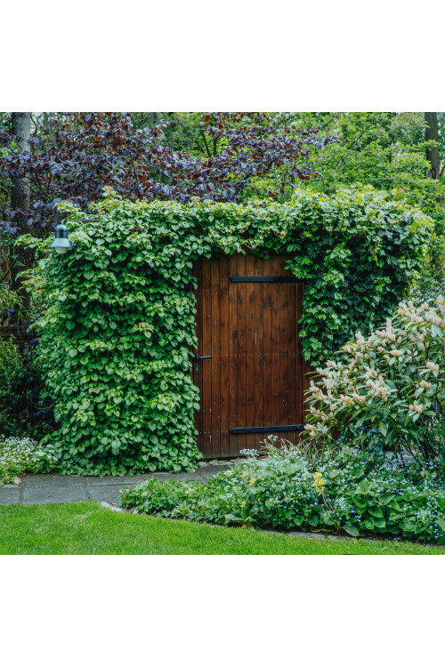 Hortensja pnąca | Hydrangea petiolaris