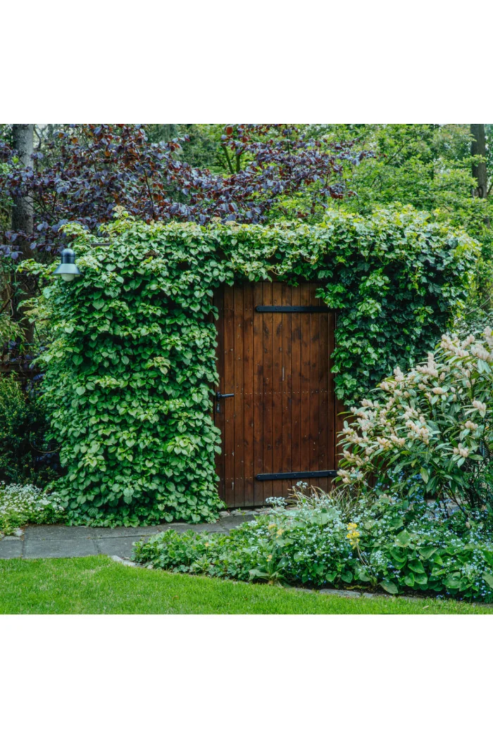 Hortensja pnąca | Hydrangea petiolaris