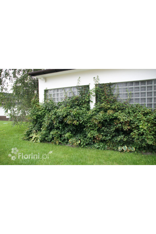 Hortensja pnąca | Hydrangea petiolaris