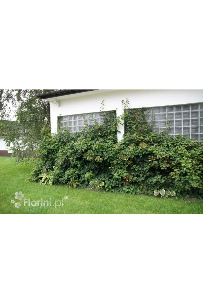 Hortensja pnąca | Hydrangea petiolaris