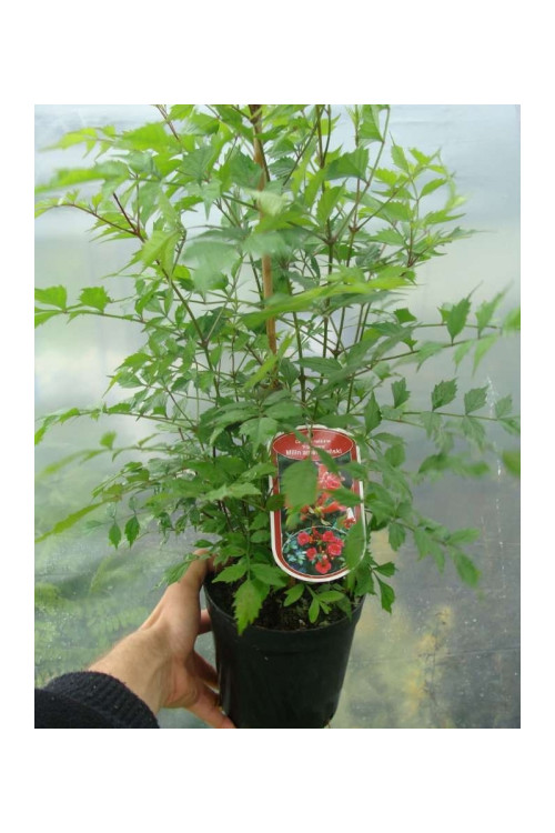 Milin amerykański 'Flava' | Campsis radicans