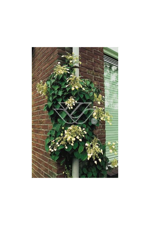 Przywarka japońska 'Roseum' | Schizophragma hydrangeoides