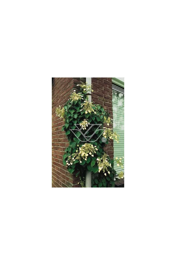 Przywarka japońska 'Roseum' | Schizophragma hydrangeoides