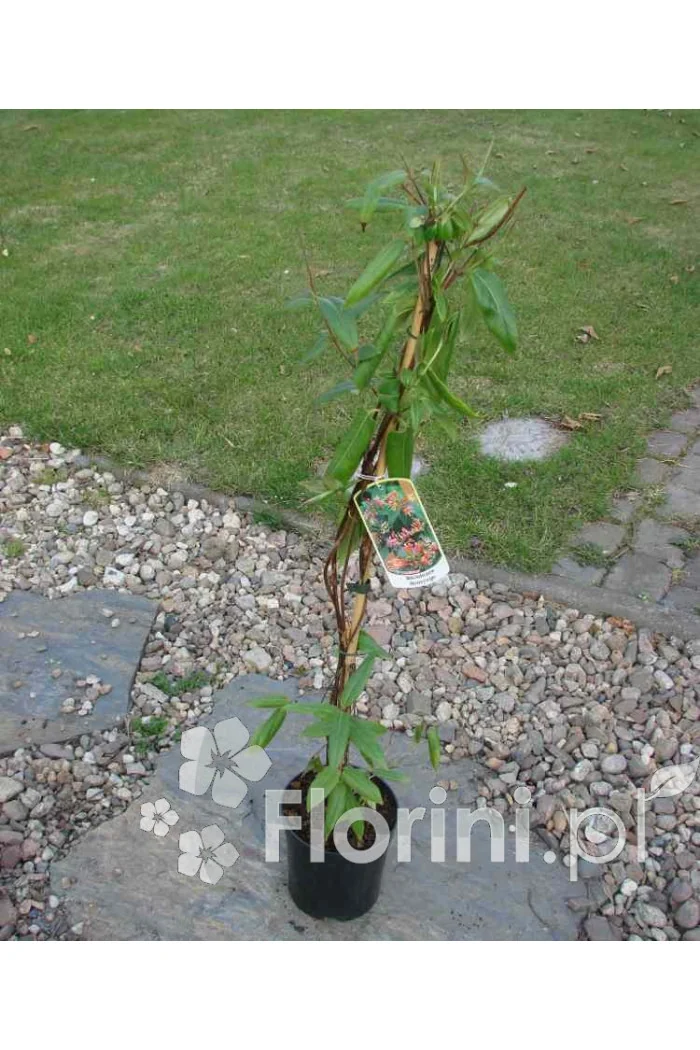 Wiciokrzew Henryi | Lonicera henryi