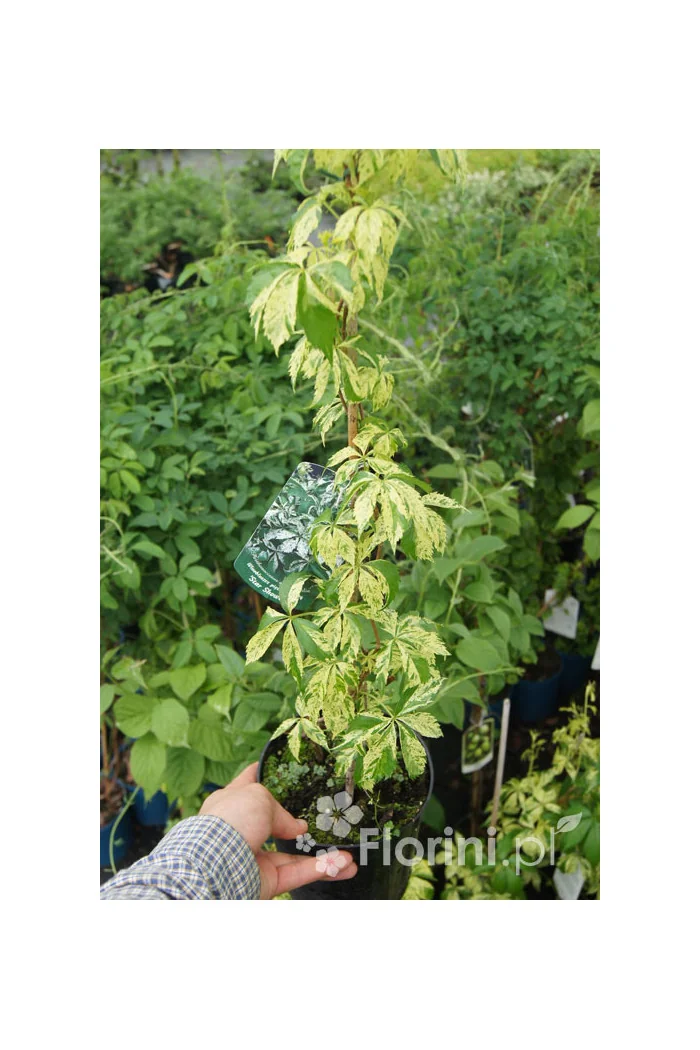 Winobluszcz, winobluszcz Star Showers, winobluszcz o pstrych liściach, Parthenocissus
