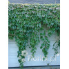 Winobluszcz trójklapowy 'Veitchii' [szczepiony!] | Parthenocissus tricuspidata