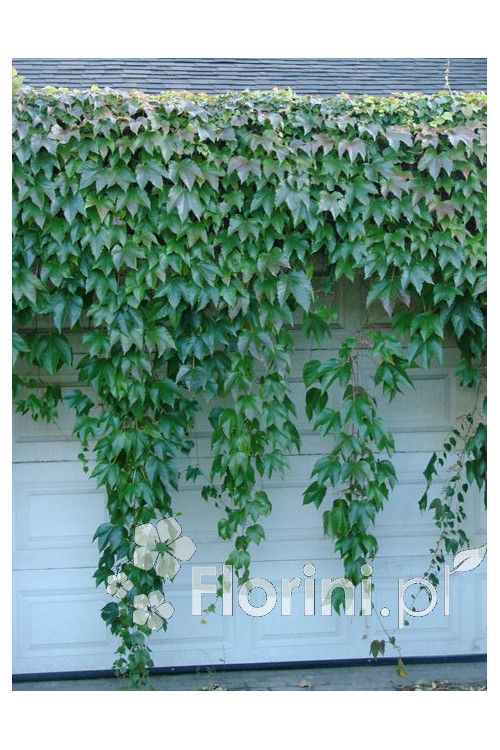 Winobluszcz trójklapowy 'Veitchii' [szczepiony!] | Parthenocissus tricuspidata