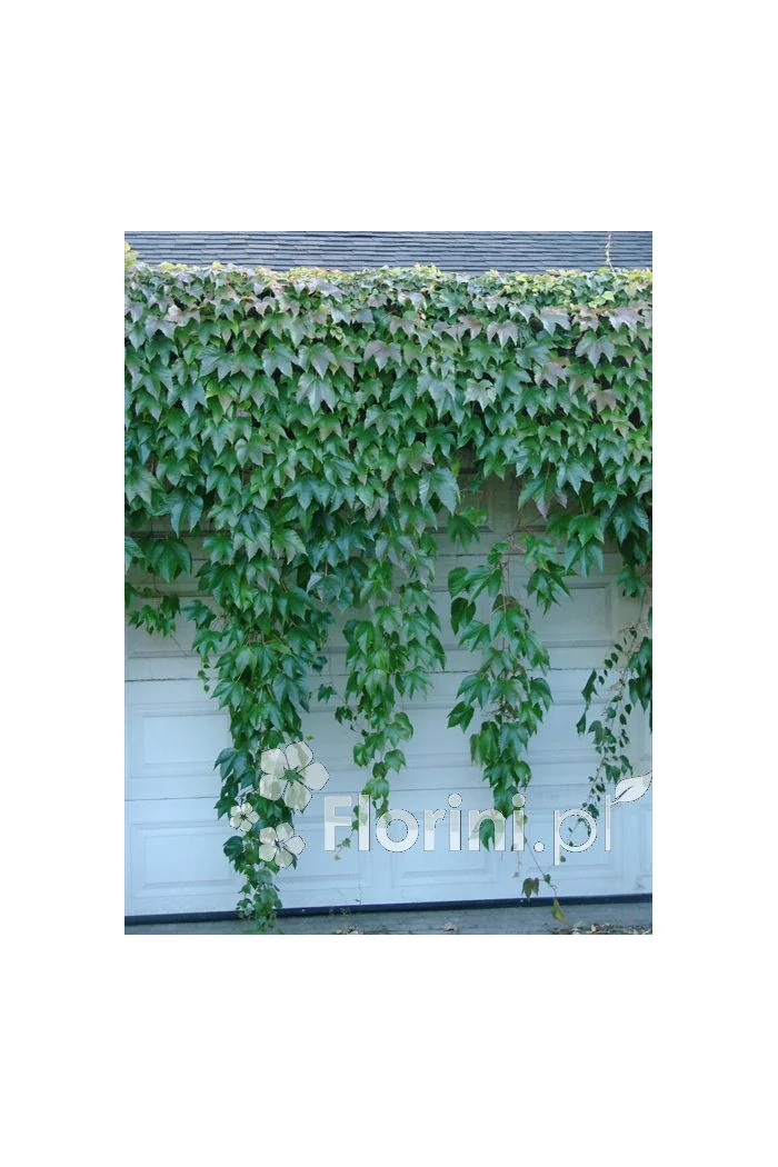 Winobluszcz trójklapowy 'Veitchii' [szczepiony!] | Parthenocissus tricuspidata