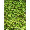 Winobluszcz trójklapowy 'Veitchii' [szczepiony!] | Parthenocissus tricuspidata