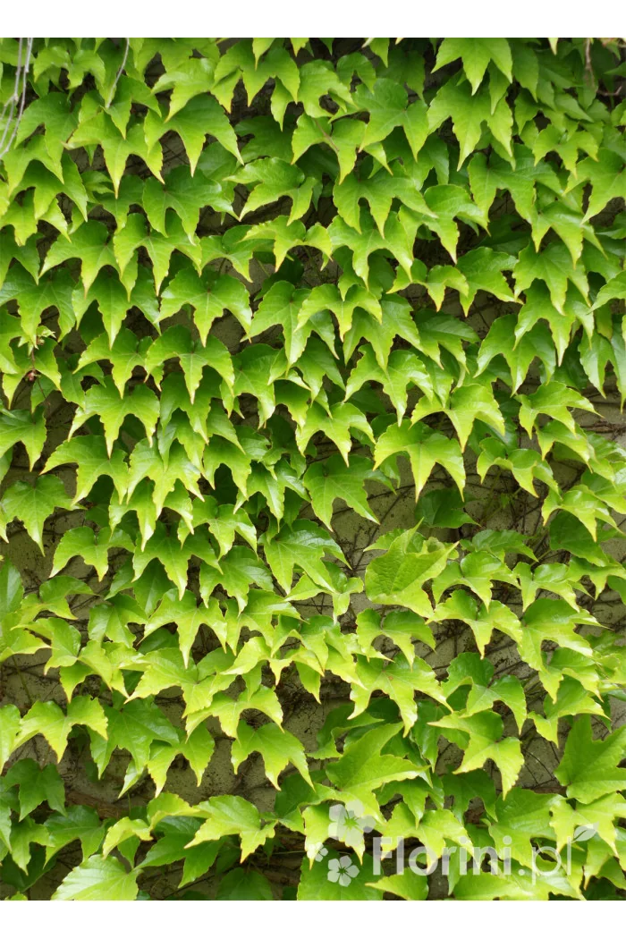 Winobluszcz trójklapowy 'Veitchii' [szczepiony!] | Parthenocissus tricuspidata