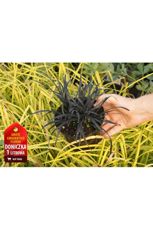 Konwalijnik japoński 'Niger' | Ophiopogon planiscapus