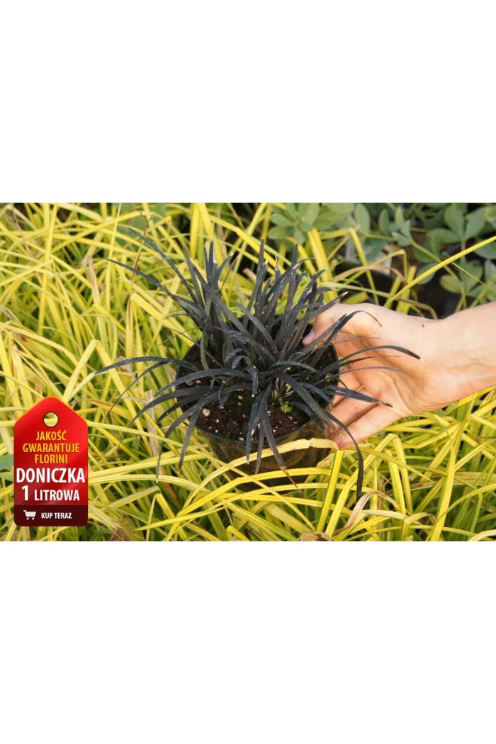 Konwalijnik japoński 'Niger' | Ophiopogon planiscapus