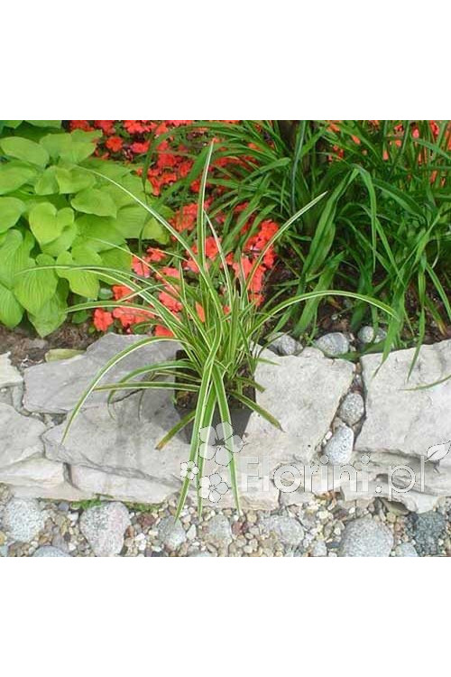 turzyca, turzyca morrowa, carex,