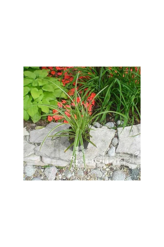 turzyca, turzyca morrowa, carex,