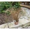 Turzyca włosista 'Bronze Form' | Carex comans