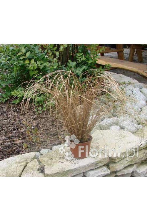 Turzyca włosista 'Bronze Form' | Carex comans
