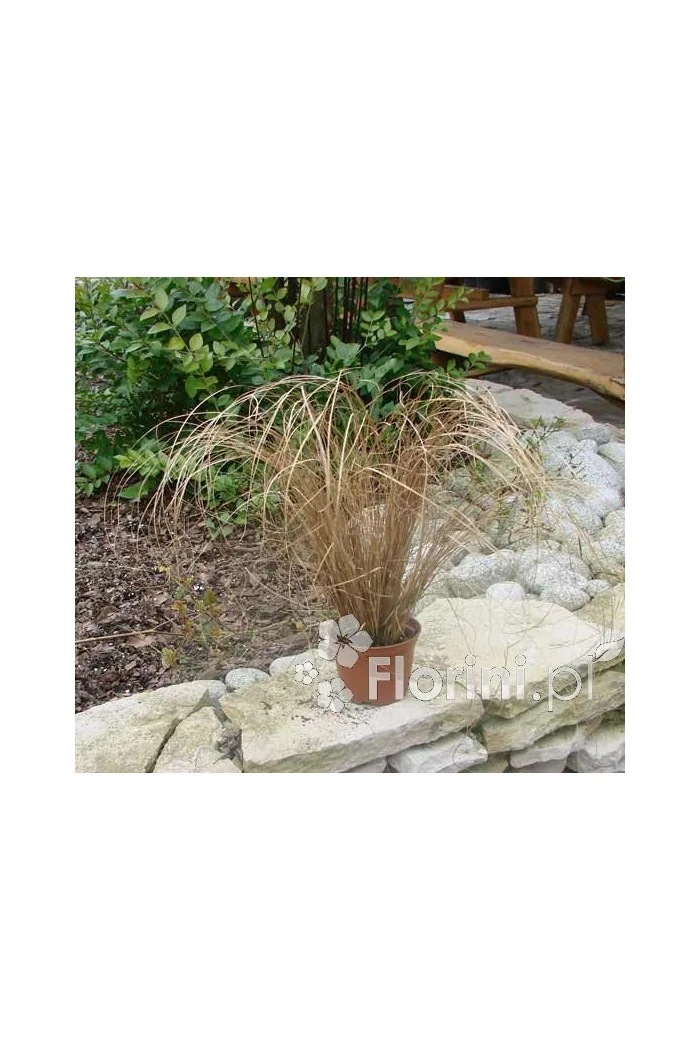 Turzyca włosista 'Bronze Form' | Carex comans
