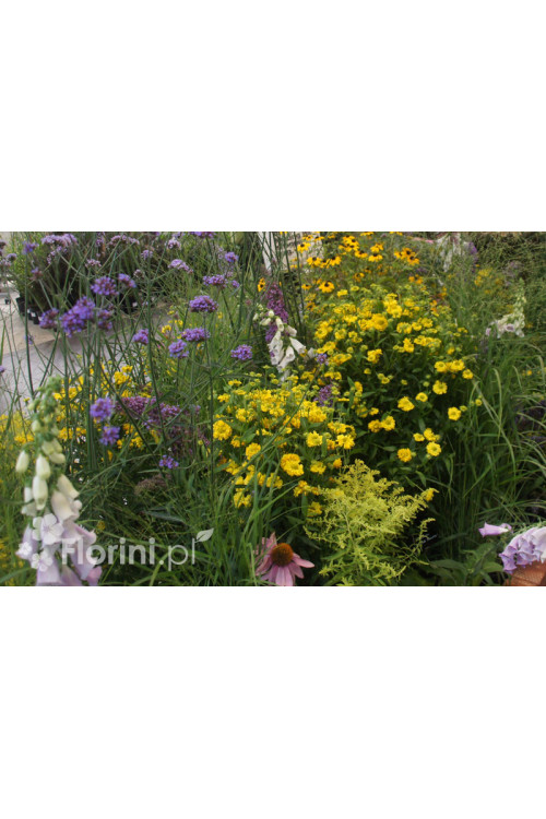 Dzielżan 'Double Trouble' Helenium